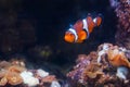 Clown fish or anemone. Wonderful and beautiful underwater world with corals and tropical fish Royalty Free Stock Photo