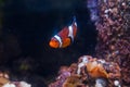 Clown fish or anemone. Wonderful and beautiful underwater world with corals and tropical fish Royalty Free Stock Photo