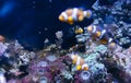 Clown fish in aquarium, anemone on background reef coral sea, anemonefish in oceanarium Royalty Free Stock Photo