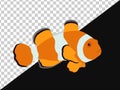 Clown fish with black and orange stripes without background and on dark one