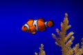 Clown fish in blue ocean