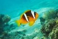 Clown Fish, blue water, coral reef - Red Sea anemo