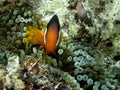 Clown Fish in bubble tip anemone Royalty Free Stock Photo