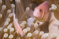 Clown Fish Close-Up in Anemone Royalty Free Stock Photo