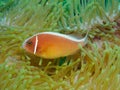 Clown Fish Close-Up in Anemone Royalty Free Stock Photo