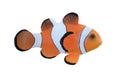 Clown Fish