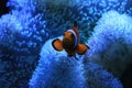 A clown fish coming out of hiding Royalty Free Stock Photo