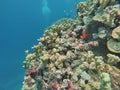 Clown fish on a coral head on the Great Barrier Reef Royalty Free Stock Photo