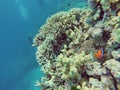 Clown fish on a coral head on the Great Barrier Reef Royalty Free Stock Photo