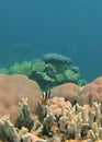 Clown fish on a coral head on the Great Barrier Reef Royalty Free Stock Photo