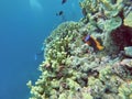 Clown fish on a coral head on the Great Barrier Reef Royalty Free Stock Photo