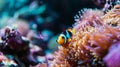 clown fish coral reef macro underwater scene, view of coral fish. Generative Ai Royalty Free Stock Photo