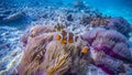Clown fish on a coral reef, in Perhentian Island, Malaysia Royalty Free Stock Photo