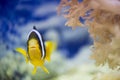 Clown fish and coral Royalty Free Stock Photo