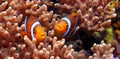 clown fish and coral underwater anemone fish life in the sea 3d illustration