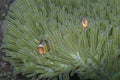 Clown Fish Couple in luminescent Sea Anemone Home off Balicasag Island, Bohol Philippines