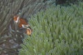 Clown Fish Couple in a Pair of Sea Anemone