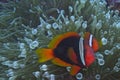 Clown fish couple in bubble sea anemone, Balicasag Island, Panglao, Bohol, Philippines Royalty Free Stock Photo