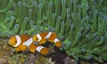 Clown fish couple in green sea anemone, Balicasag Island, Panglao, Bohol, Philippines Royalty Free Stock Photo