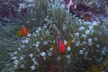 Clown fish couple in bubble sea anemone, Balicasag Island, Panglao, Bohol, Philippines Royalty Free Stock Photo