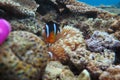 Clown fish Royalty Free Stock Photo