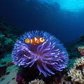 Clown fish emerging from sea anemone coral, bright colors, coral and sea water