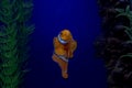 Clown fish face up swimming in aquarium Royalty Free Stock Photo