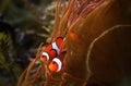 Clown Fish from the famous Disney Pixar movie Finding Nemo Royalty Free Stock Photo