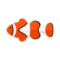 Exotic clown fish flat style vector illustration