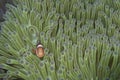 Clown Fish in Green Anemone, Balicasag Island, Bohol, Philippines