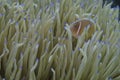 Clown fish in green and blue sea anemone, Balicasag Island, Panglao, Bohol, Philippines Royalty Free Stock Photo