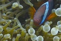 Clown fish in green bubble sea anemone off Balicasag Island, Bohol, Philippines Royalty Free Stock Photo