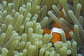 Clown fish in green and blue sea anemone off Balicasag Island, Philippines Royalty Free Stock Photo