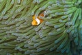 Clown fish in green and blue sea anemone off Balicasag Island, Bohol, Philippines Royalty Free Stock Photo