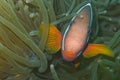 Clown fish in green sea anemone, Balicasag Island, Panglao, Bohol, Philippines Royalty Free Stock Photo