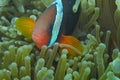 Clown fish in green sea anemone, Balicasag Island, Philippines Royalty Free Stock Photo