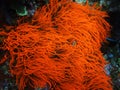 Bright orange sea anemone Royalty Free Stock Photo