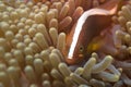 An clown fish hiding into an anemone with a shrimp Royalty Free Stock Photo