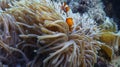 Clown Fish hiding at coral with selective focus. Royalty Free Stock Photo
