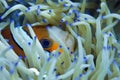 The clown fish is hiding in its anemone. Underwater photography