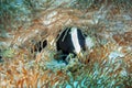 The clown fish is hiding in its anemone. Underwater photography Royalty Free Stock Photo