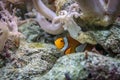 Clown fish hiding Royalty Free Stock Photo