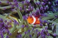 Clown fish hiding among sea anenomies Royalty Free Stock Photo