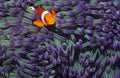 Clown fish hiding among sea anenomies Royalty Free Stock Photo