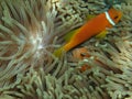 Clown Fish and coral, Fihalhohi, Maldives