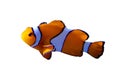 Clown fish, Isolated Royalty Free Stock Photo