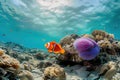 a clown fish and a jellyfish are swimming in the ocean near a coral reef