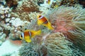Clown fish with juvenile near sea anemone. Amphiprion bicinctus - Two-banded anemonefish. Red Sea Royalty Free Stock Photo
