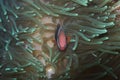 Clown Fish in Luminescent Green Sea Anemone off Padre Burgos, Leyte, Philippines