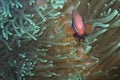 Clown Fish in Luminescent Sea Anemone off Padre Burgos, Leyte, Philippines